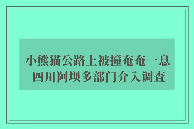 小熊猫公路上被撞奄奄一息 四川阿坝多部门介入调查